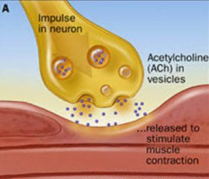 Acetylcholine